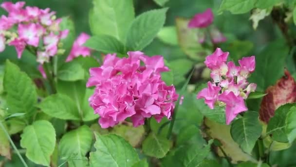 Hyndrangea en el jardín, imágenes de alta definición — Vídeos de Stock