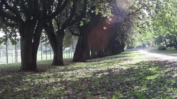 Belo parque na hora do outono, Reino Unido, imagens — Vídeo de Stock