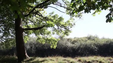 Güzel park ve Sonbahar zaman, Birleşik Krallık, görüntüleri Nehri
