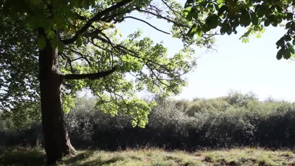아름 다운 공원,가 시간, 영국, 장면에서 강 — 비디오