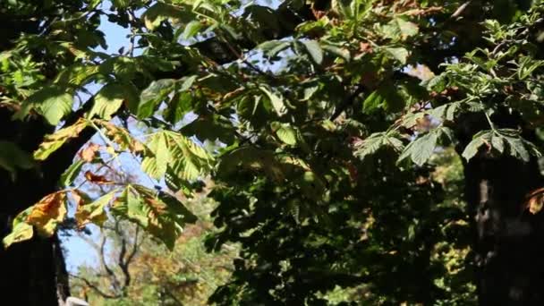 Green leaves on the tree branches in the park, autumn time, UK, footage — Stock Video