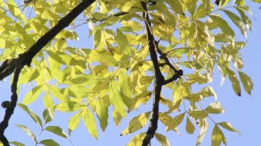 Güzel orange park, Sonbahar zaman, Birleşik Krallık, görüntüleri bırakır