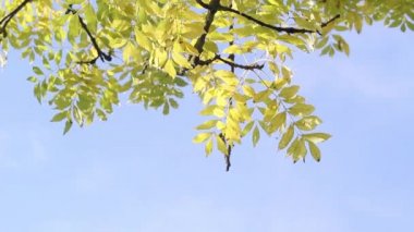 Güzel orange park, Sonbahar zaman, Birleşik Krallık, görüntüleri bırakır