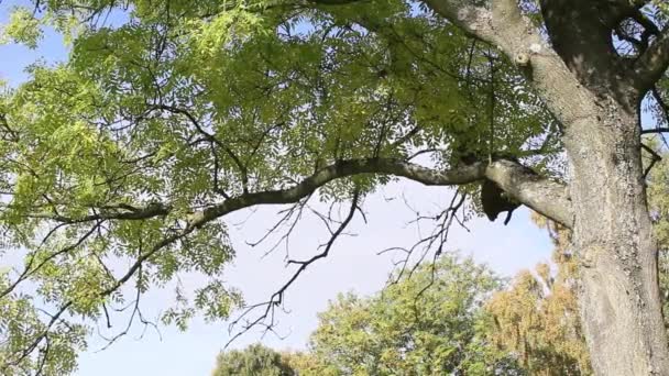 Πράσινα φύλλα για τα κλαδιά του δέντρου στο πάρκο, φορά το φθινόπωρο, Ηνωμένο Βασίλειο, μήκος σε πόδηα — Αρχείο Βίντεο