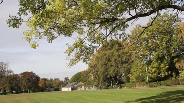 Feuilles vertes sur les branches des arbres dans le parc, automne, Royaume-Uni, séquences — Video