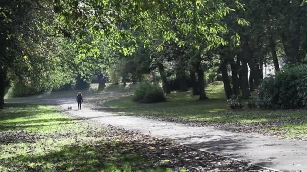 Όμορφο πάρκο στο φθινόπωρο υλικό που φορά, Ηνωμένο Βασίλειο, — Αρχείο Βίντεο