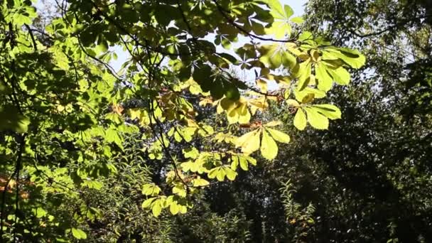 Zielone liście na gałęzi drzew w parku, jesień czas, Wielka Brytania, nagrania — Wideo stockowe