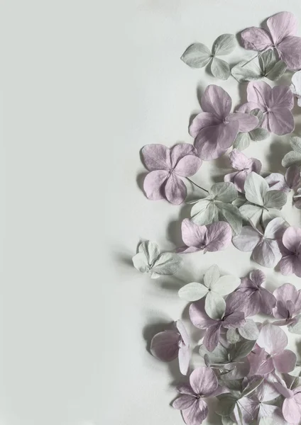 Subtil fundo floral artístico com flores hortensia — Fotografia de Stock