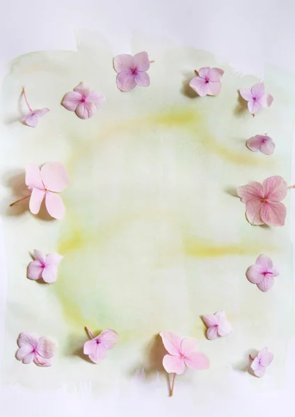 Fond floral artistique subtil avec des fleurs d'hortensia — Photo