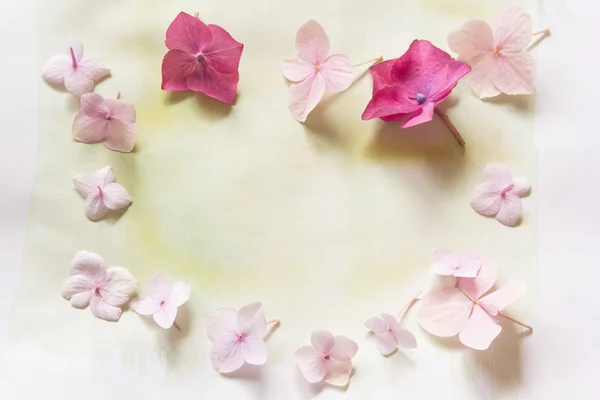 Subtil fundo floral artístico com flores hortensia — Fotografia de Stock