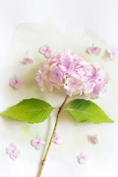 Subtil fundo floral artístico com flores hortensia — Fotografia de Stock