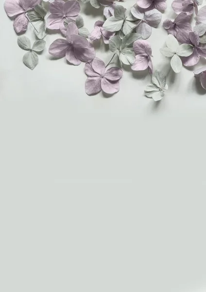 Subtil fundo floral artístico com flores hortensia — Fotografia de Stock