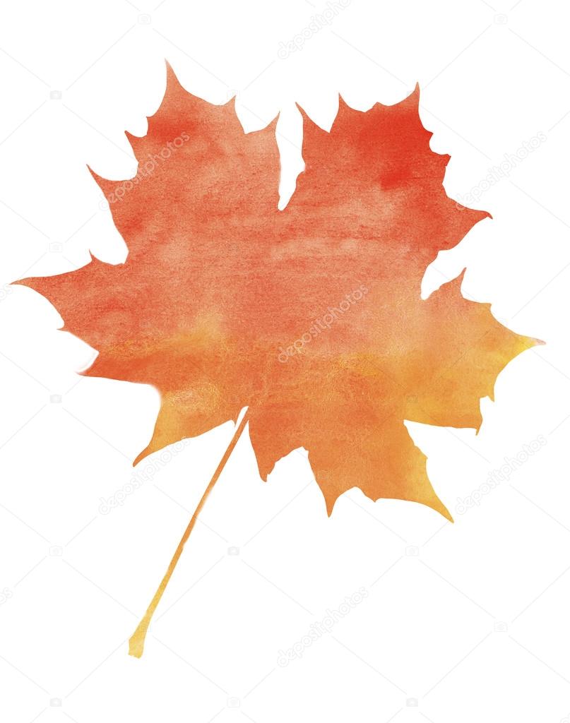 Artistic watercolor maple leaf on white