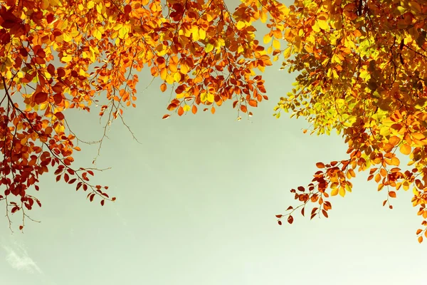 Hermosas ramas de árbol de otoño, fondo brillante — Foto de Stock