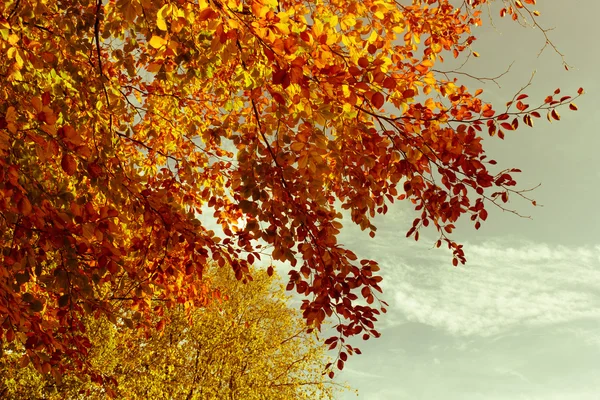 Beautiful fall tree branches, bright background — Stock Photo, Image