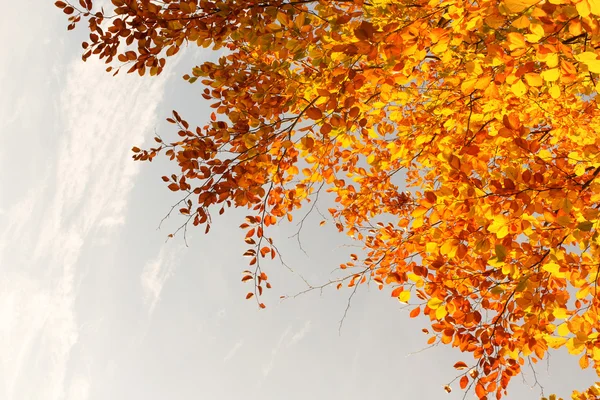 Hermosas ramas de árbol de otoño, fondo brillante — Foto de Stock