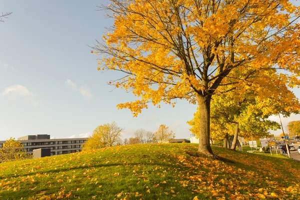 Beautiful and bright,  maple tree with orange leaves in Autumn — Stock Photo, Image