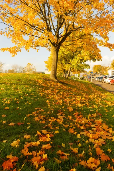 Hermoso y brillante, árbol de arce con hojas de naranja en otoño —  Fotos de Stock