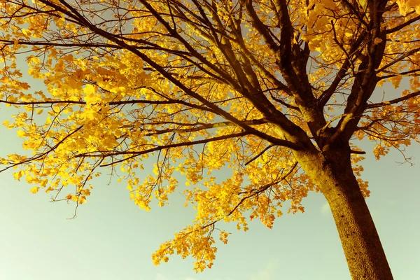 Hermoso y brillante, árbol de arce con hojas de naranja en otoño —  Fotos de Stock