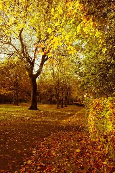 Hermosos y brillantes árboles otoñales en el parque escocés con la luz del sol de la tarde . — Foto de Stock