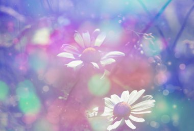 Papatyalar bokeh ışıkları ile rüya gibi renklerde çayır ile güzel sanatsal arka plan