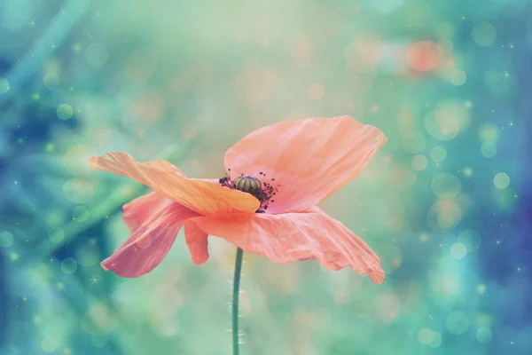 Hermosa amapola roja en colores suaves artísticos con luces bokeh — Foto de Stock