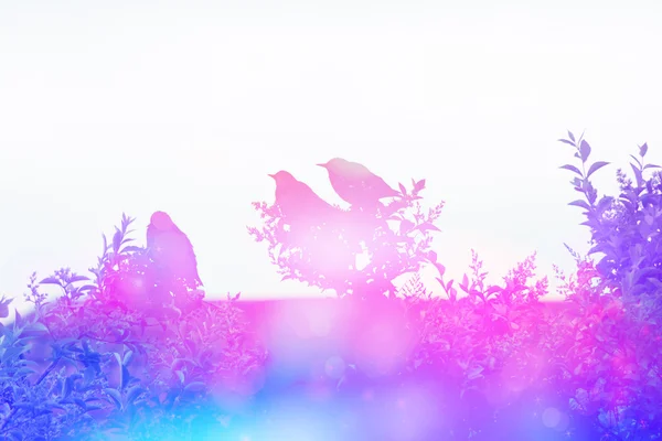 Verträumte Szene mit den Sternen auf dem Dach im Garten — Stockfoto