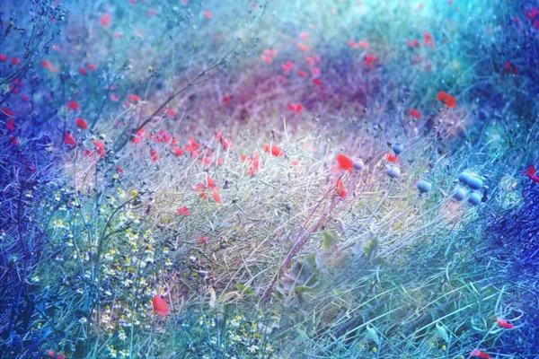 梦幻般的艺术草甸的罂粟与景灯 — 图库照片