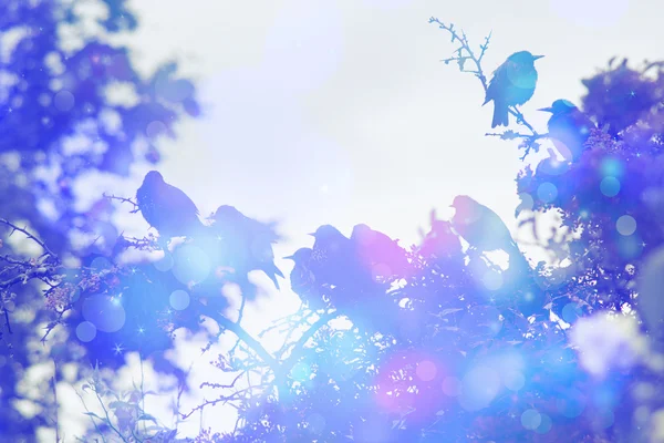 Scena invernale da sogno con uccelli stellati seduti sui rami degli alberi in giardino — Foto Stock