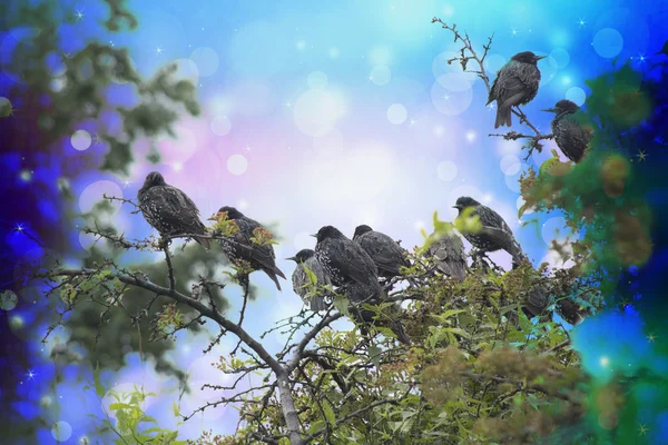 Мечтательная сцена со скворцовыми птицами в саду и огнями боке — стоковое фото