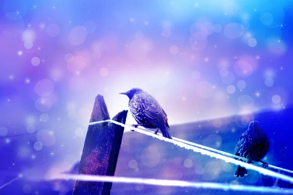 Drömmande vinter scen två starling fåglar sittin på wire med bokeh ljus, i trädgården — Stockfoto