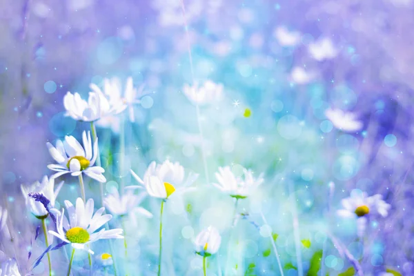 Beautiful artistic background with meadow of daisies in dreamy colors with bokeh lights — Stock Photo, Image