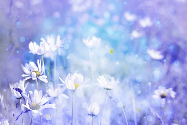 Fundo artístico bonito com prado de margaridas em cores sonhadoras com luzes bokeh — Fotografia de Stock