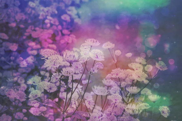 Marzycielski piękny kwiatowy tło z bokeh świateł — Zdjęcie stockowe