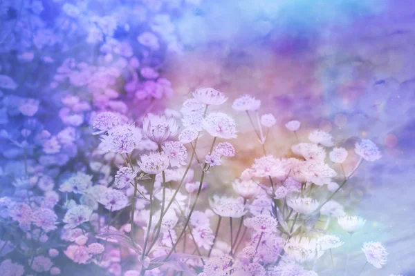 Verträumt schönen floralen Hintergrund mit Bokeh-Lichtern — Stockfoto