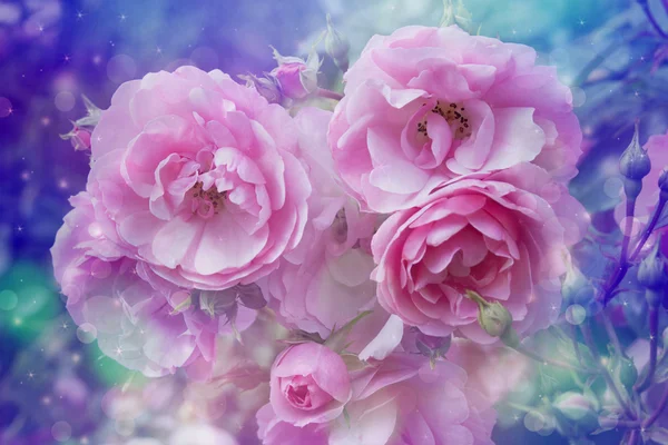 Beautiful roses artistic dreamy background with bokeh lights — Stock Photo, Image