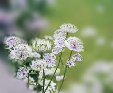 Bokeh ışıkları ile rüya gibi güzel çiçek arka plan