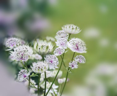Dreamy beautiful floral background with bokeh lights clipart