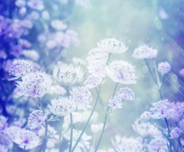 Rüya gibi güzel arka plan ile çayır çiçek 