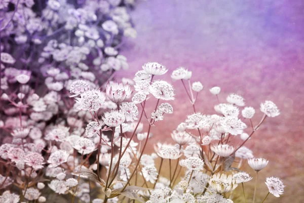 Dreamy beau fond avec prairie de fleurs — Photo