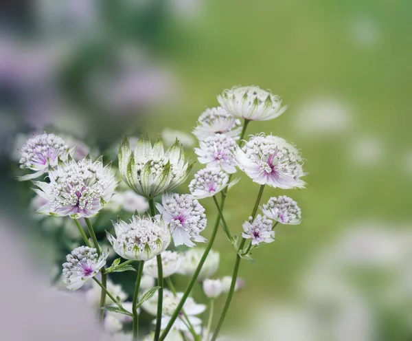 梦幻般美丽花卉背景与景灯 — 图库照片