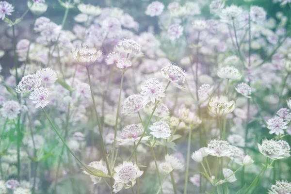 Drömmande vacker bakgrund med äng av blommor — Stockfoto