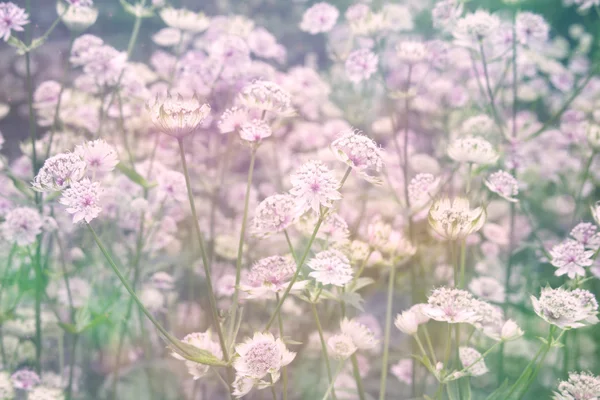 Zasněný krásné pozadí s lučních květů — Stock fotografie