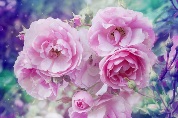 Bellissimo sfondo artistico con rose rosa romantiche — Foto Stock