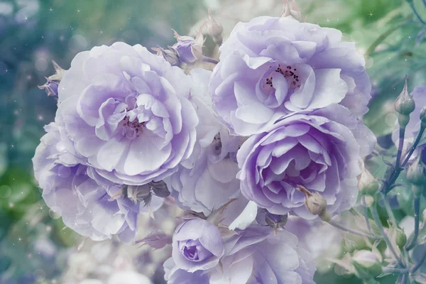 Fundo artístico bonito com rosas violetas — Fotografia de Stock
