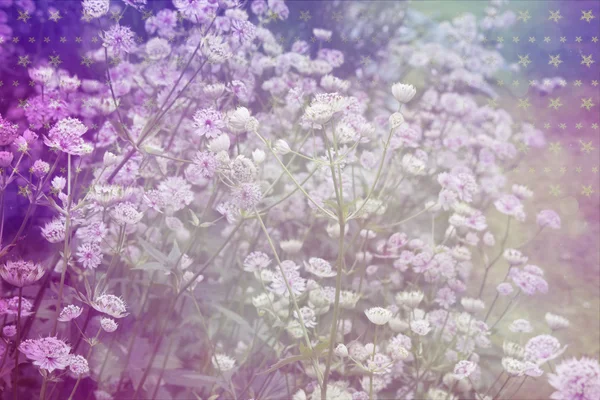 Sonhador belo fundo com prado de flores — Fotografia de Stock