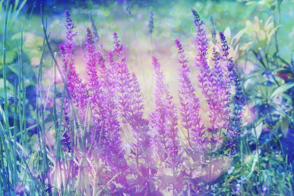 Dreamy beau fond avec prairie de fleurs — Photo