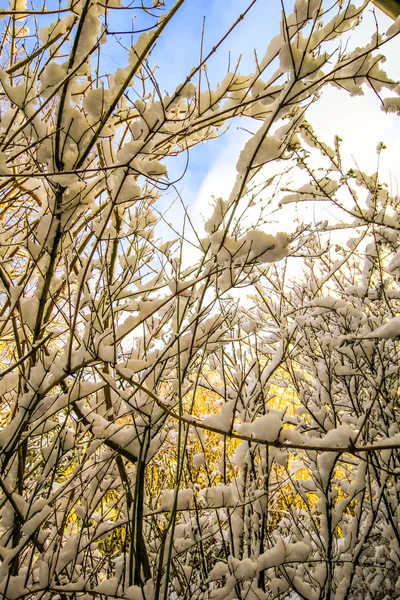 Natura piękny zimowy — Zdjęcie stockowe