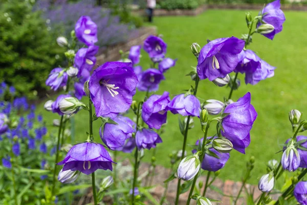 Beautiful violet flowers in the garden — Stock Photo, Image