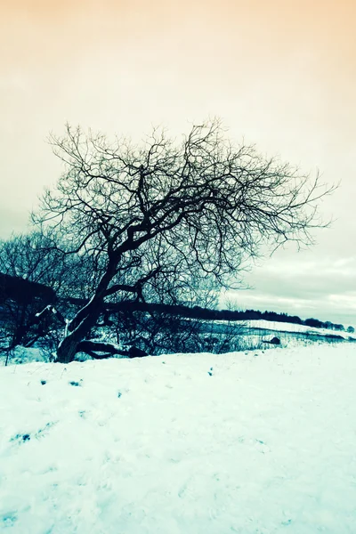 有一棵树的冬季景观 — 图库照片